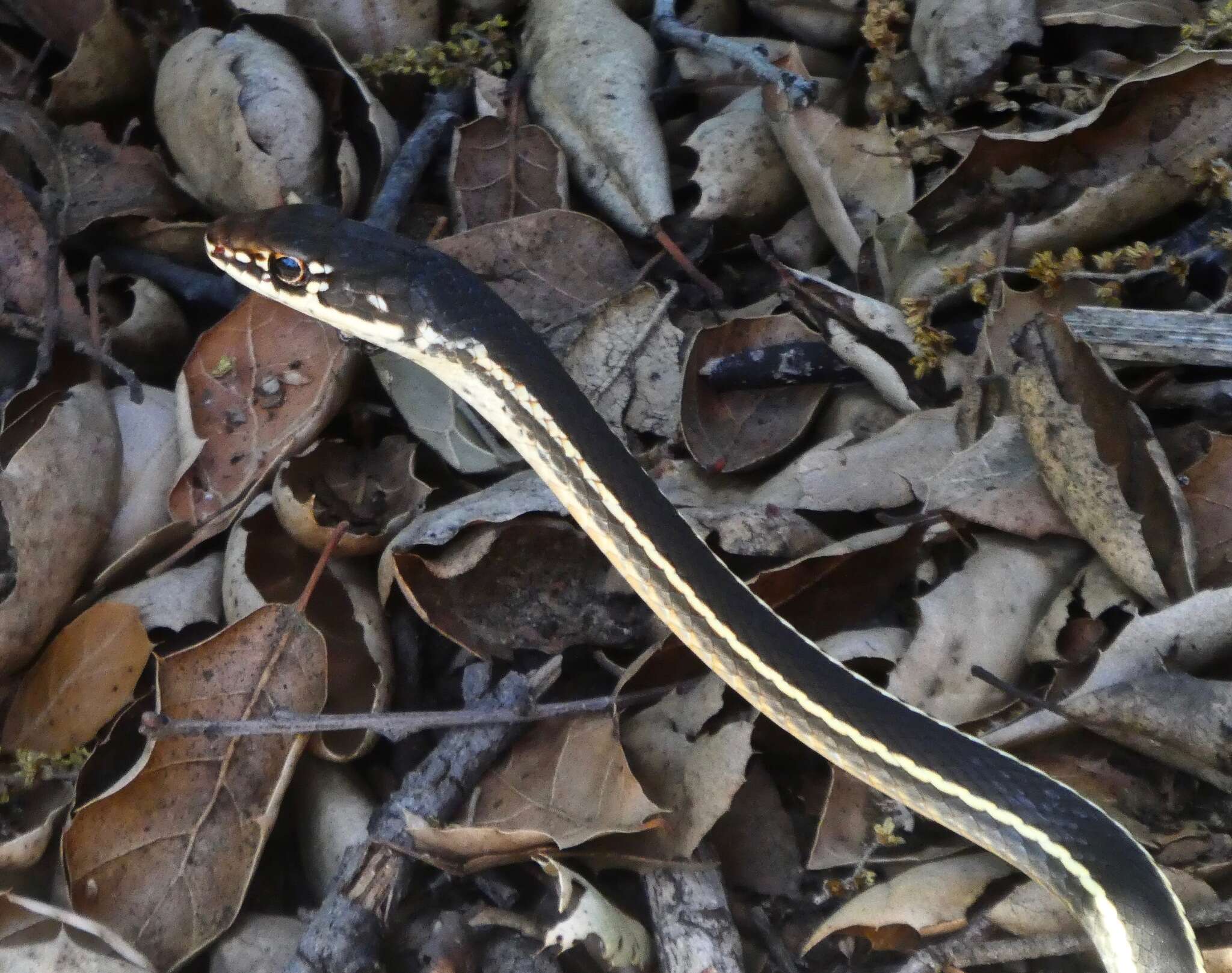 Image of California whipsnake