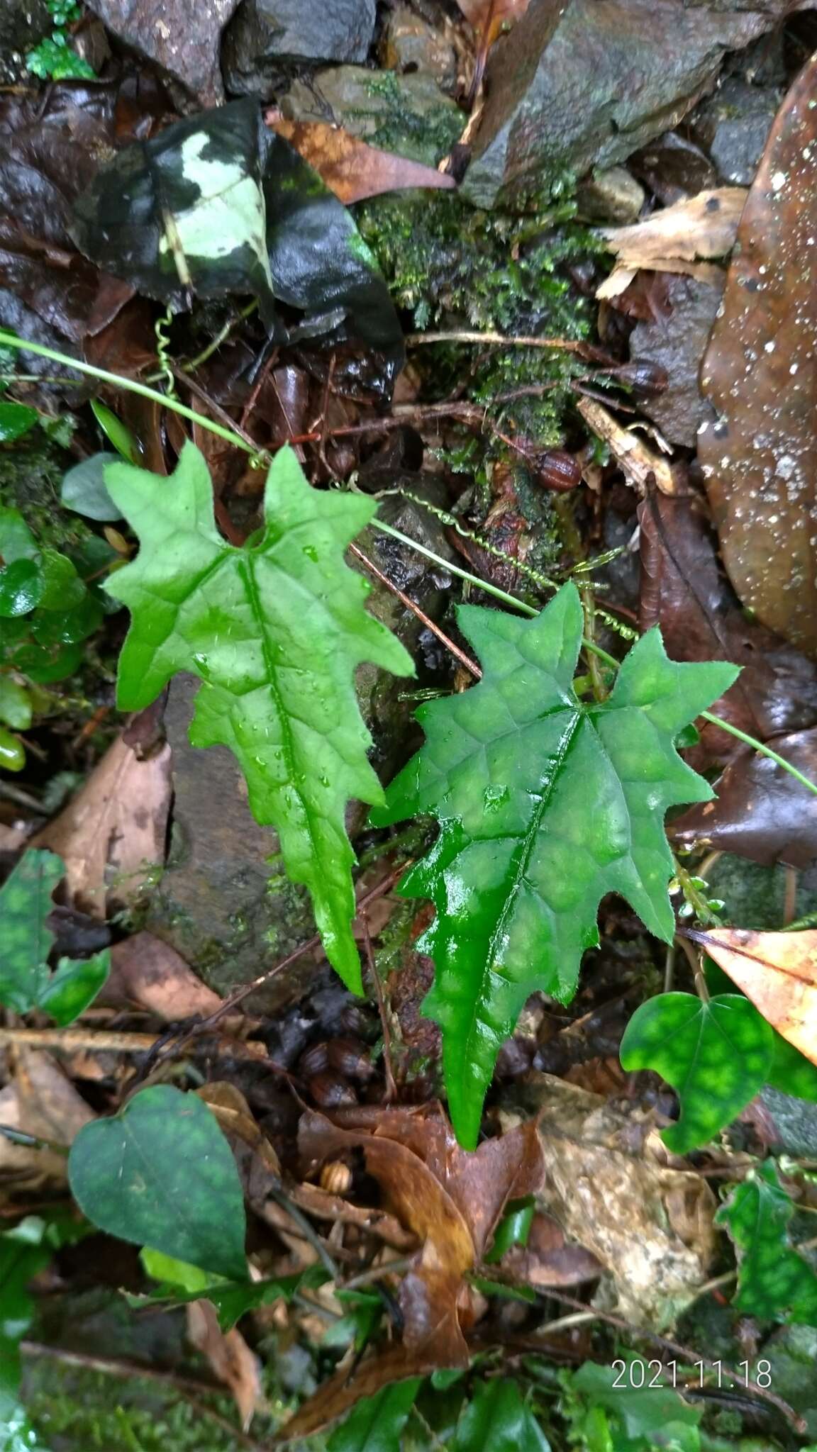 Image of Trichosanthes homophylla Hayata