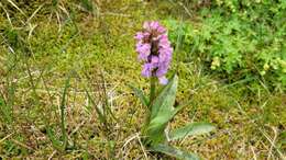 Image of Dactylorhiza maculata subsp. islandica (Á. Löve & D. Löve) Soó