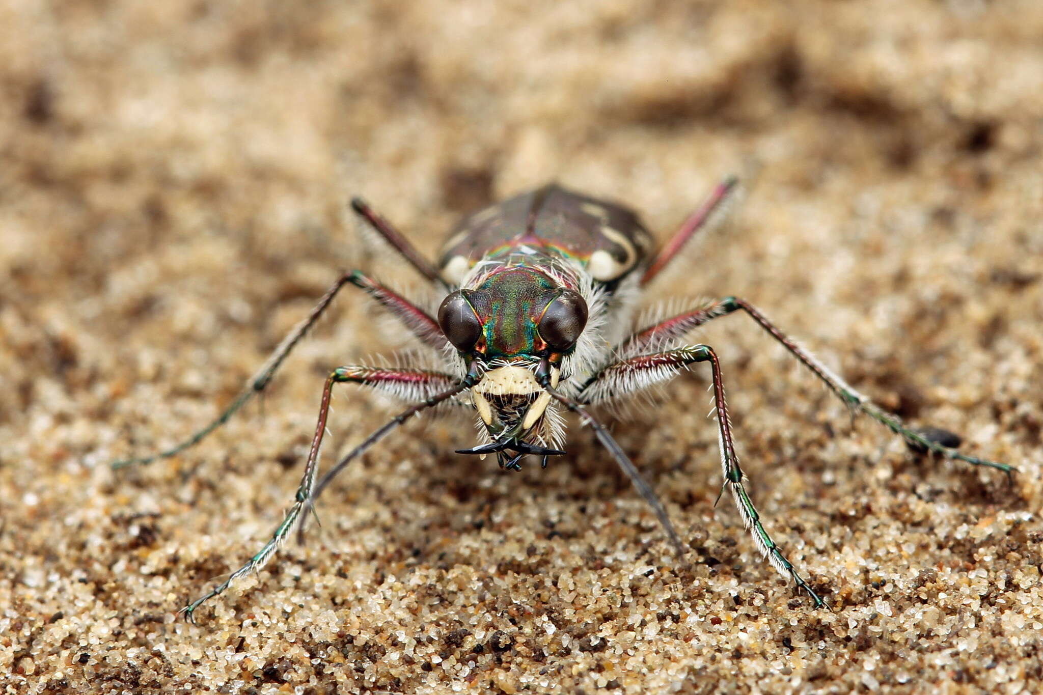 Image of Calomera littoralis conjunctaepustulata