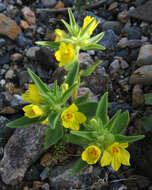 Image of golden desert-snapdragon