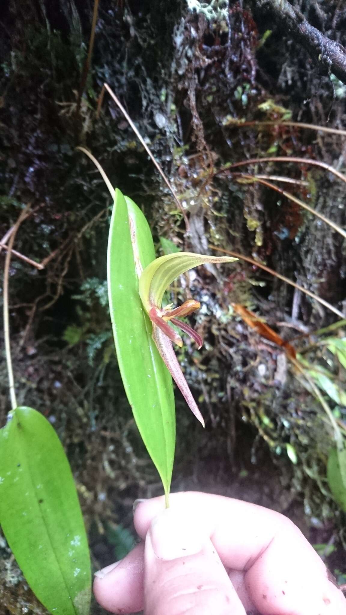 Image de Pleurothallis sarcochila Garay