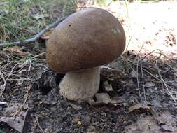 Слика од Boletus reticulatus Schaeff. 1774