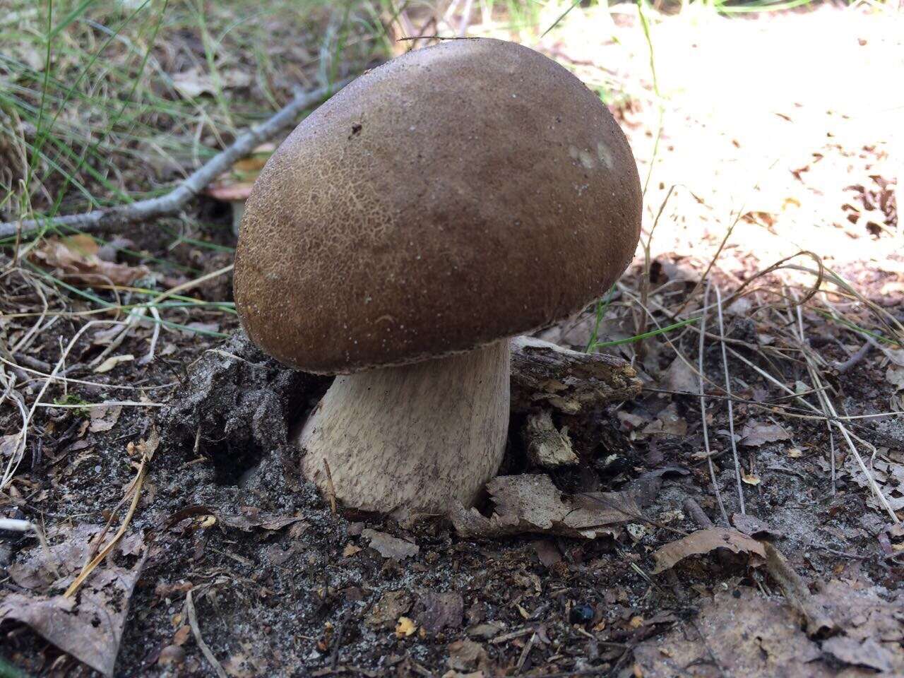 Image of summer cep