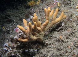 Image of branching sponge