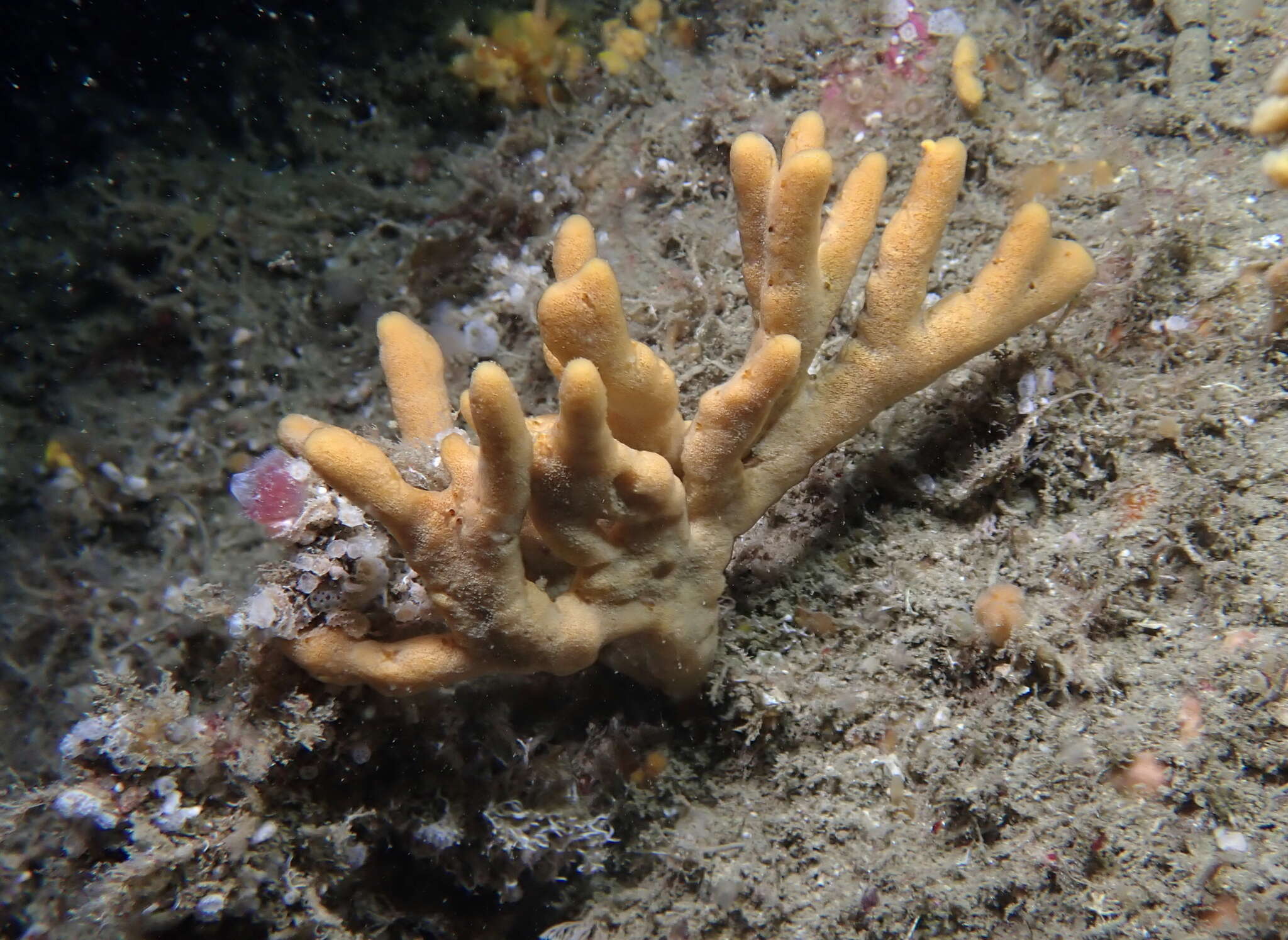 Image de Axinella dissimilis (Bowerbank 1866)