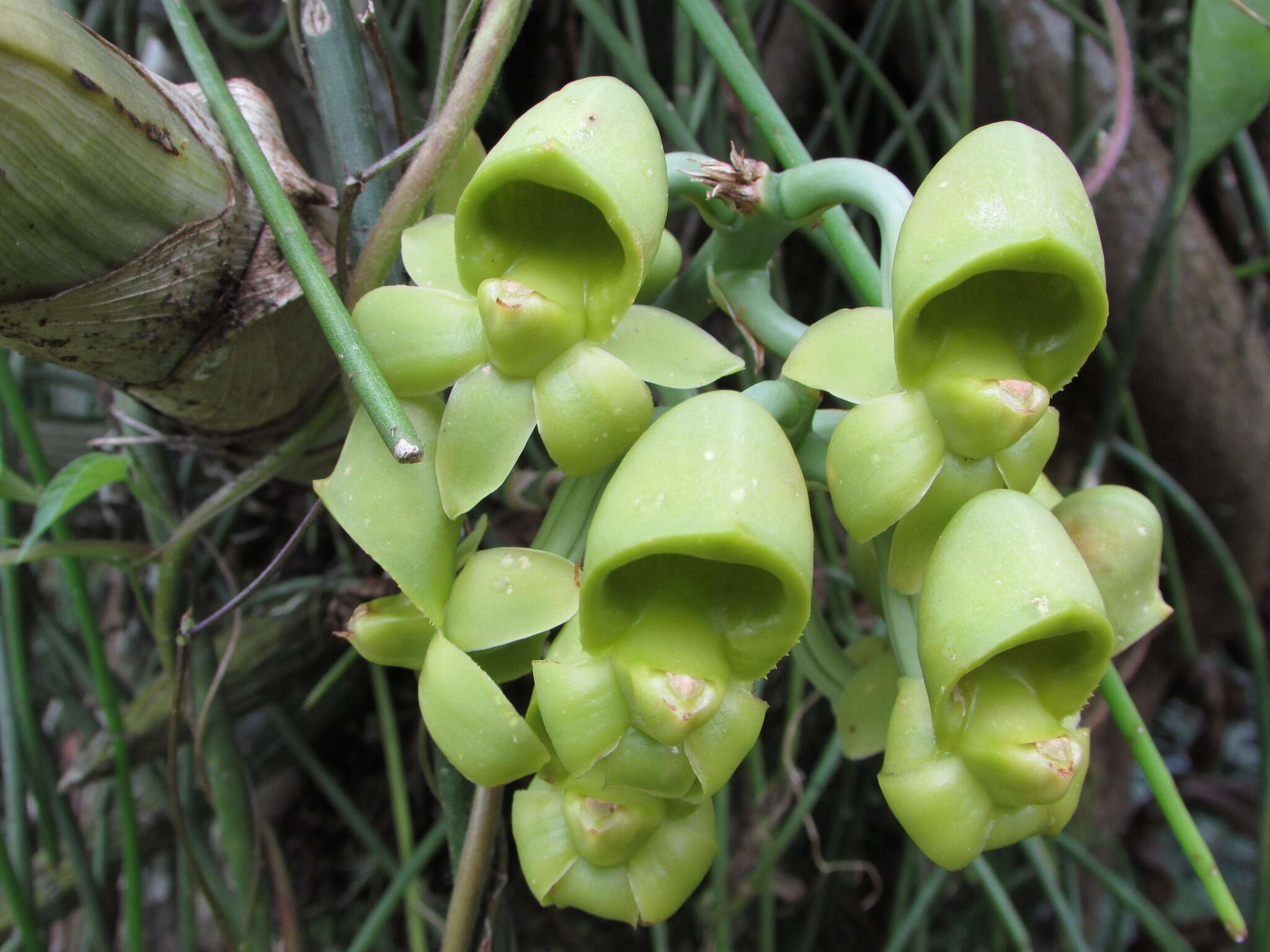 Image de Catasetum rectangulare G. F. Carr