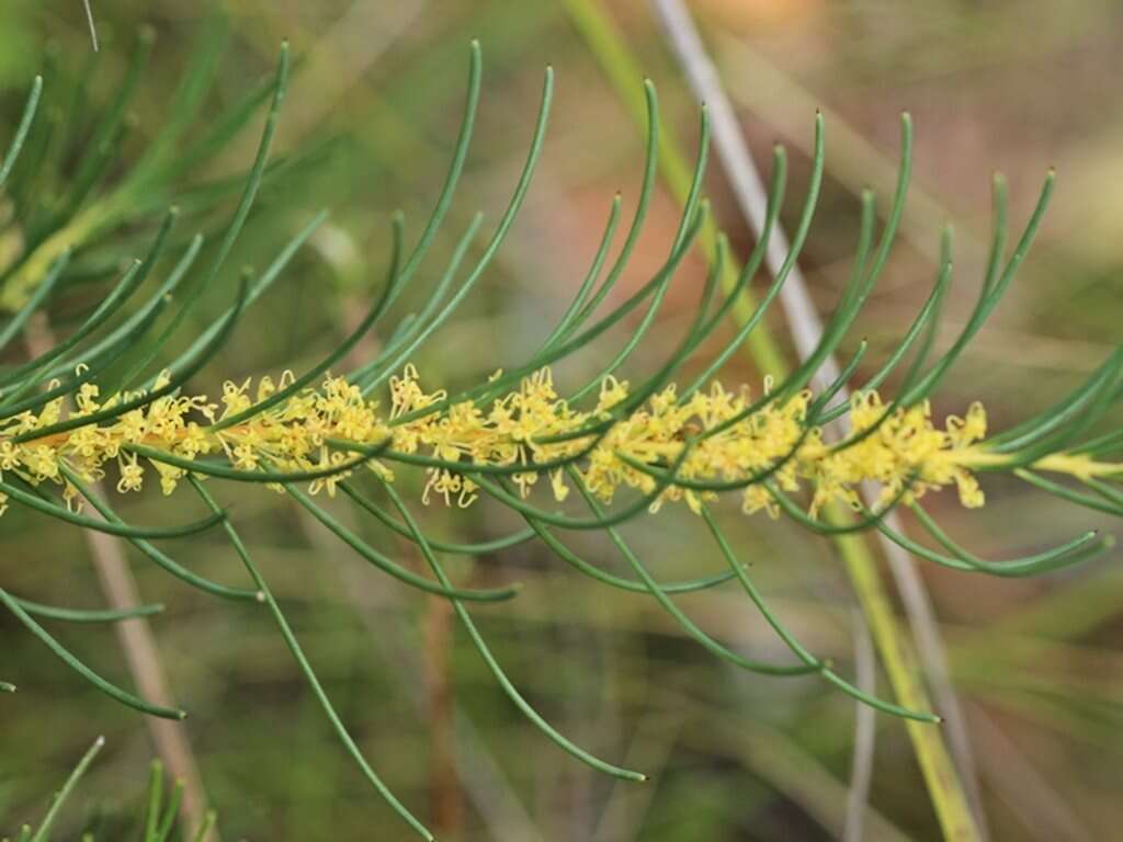 Image of Hakea nodosa R. Br.