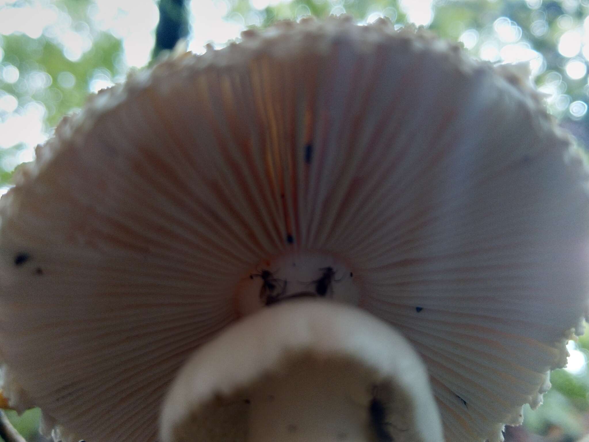 Image of Amanita pareparina G. S. Ridl. 1991