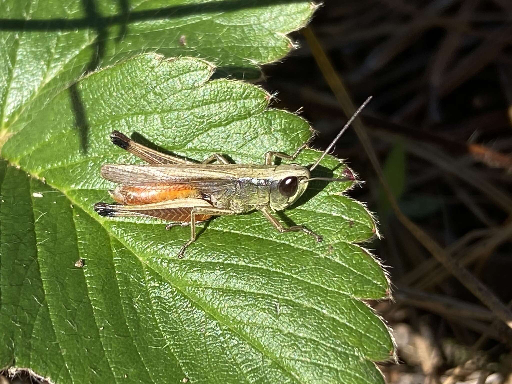 Слика од Amblytropidia australis Bruner & L. 1904