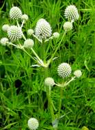 Imagem de Eryngium yuccifolium Michx.