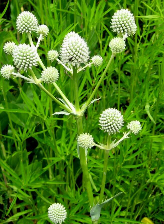 Imagem de Eryngium yuccifolium Michx.