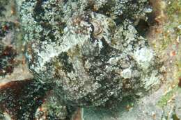Image of tuberculate cuttlefish