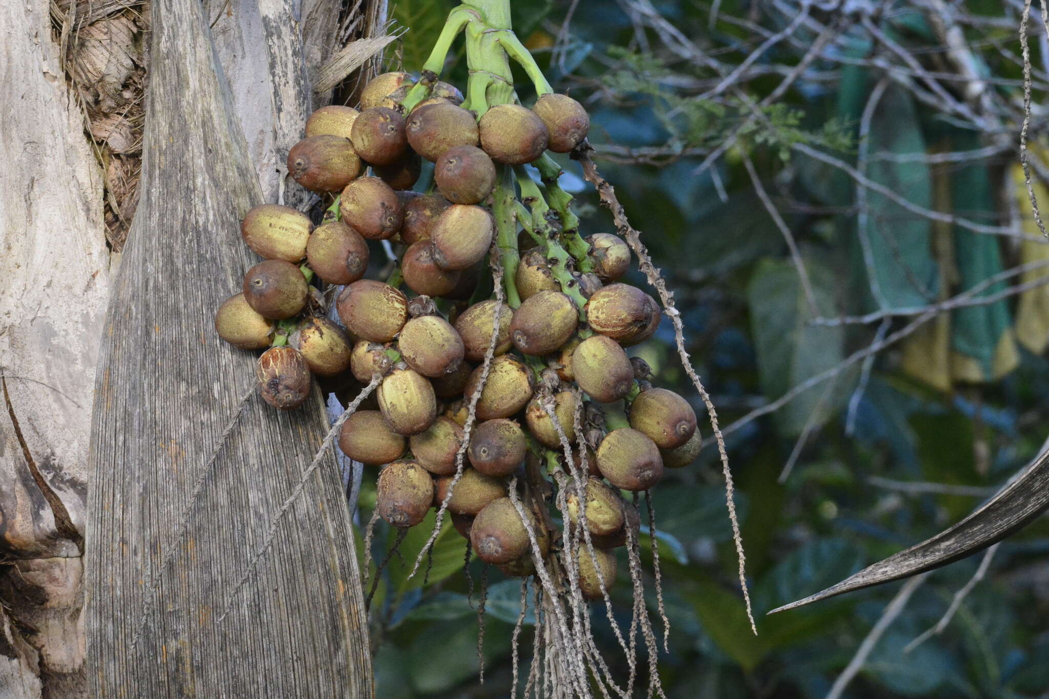 Image of Drooling-nut