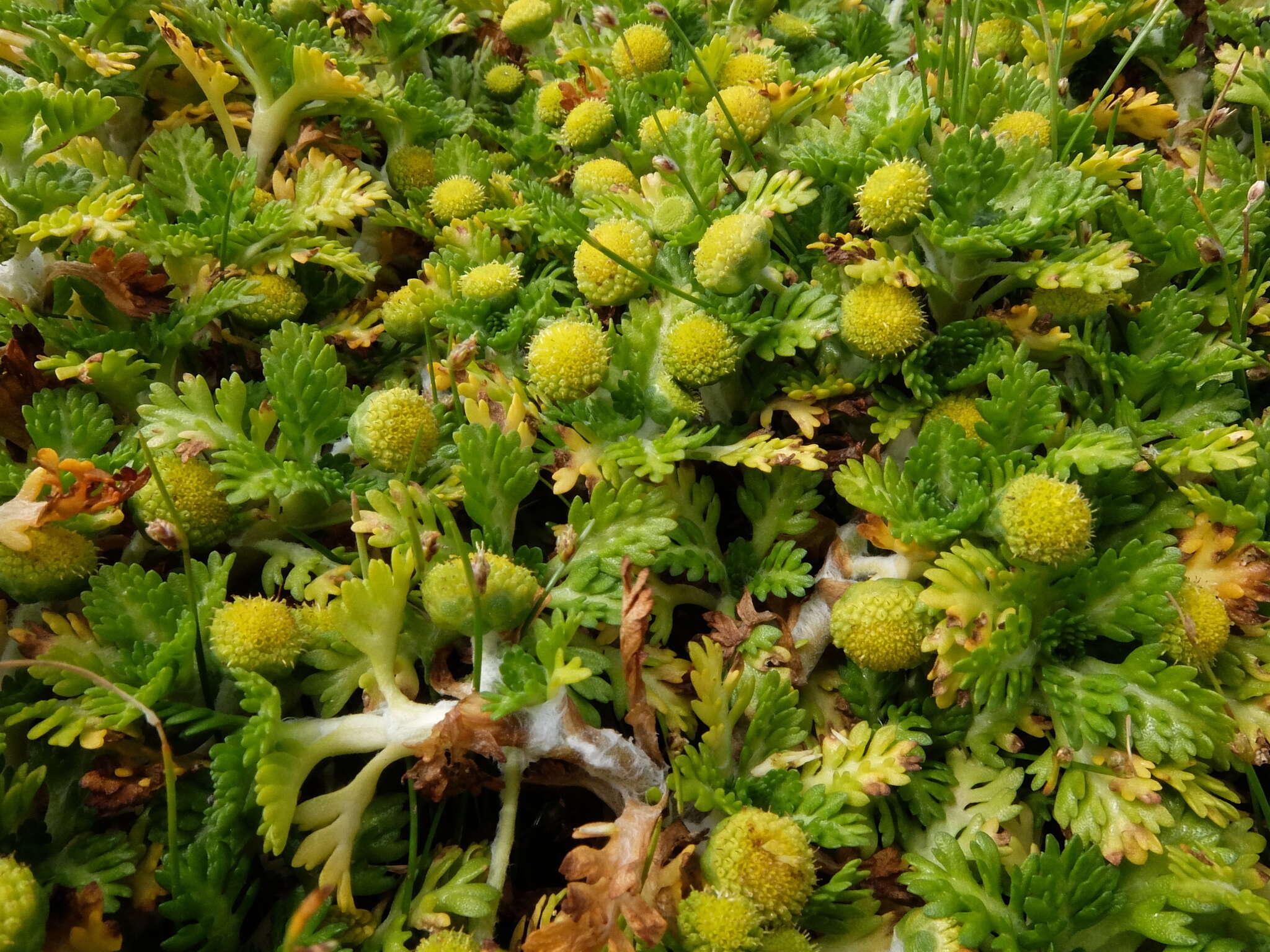 Image of Leptinella lanata Hook. fil.