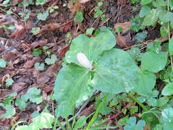 Trillium chloropetalum var. giganteum (Hook. & Arn.) Munz resmi