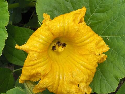 Image of Pruinose Squash Bee