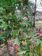 Image of Nuttall Oak