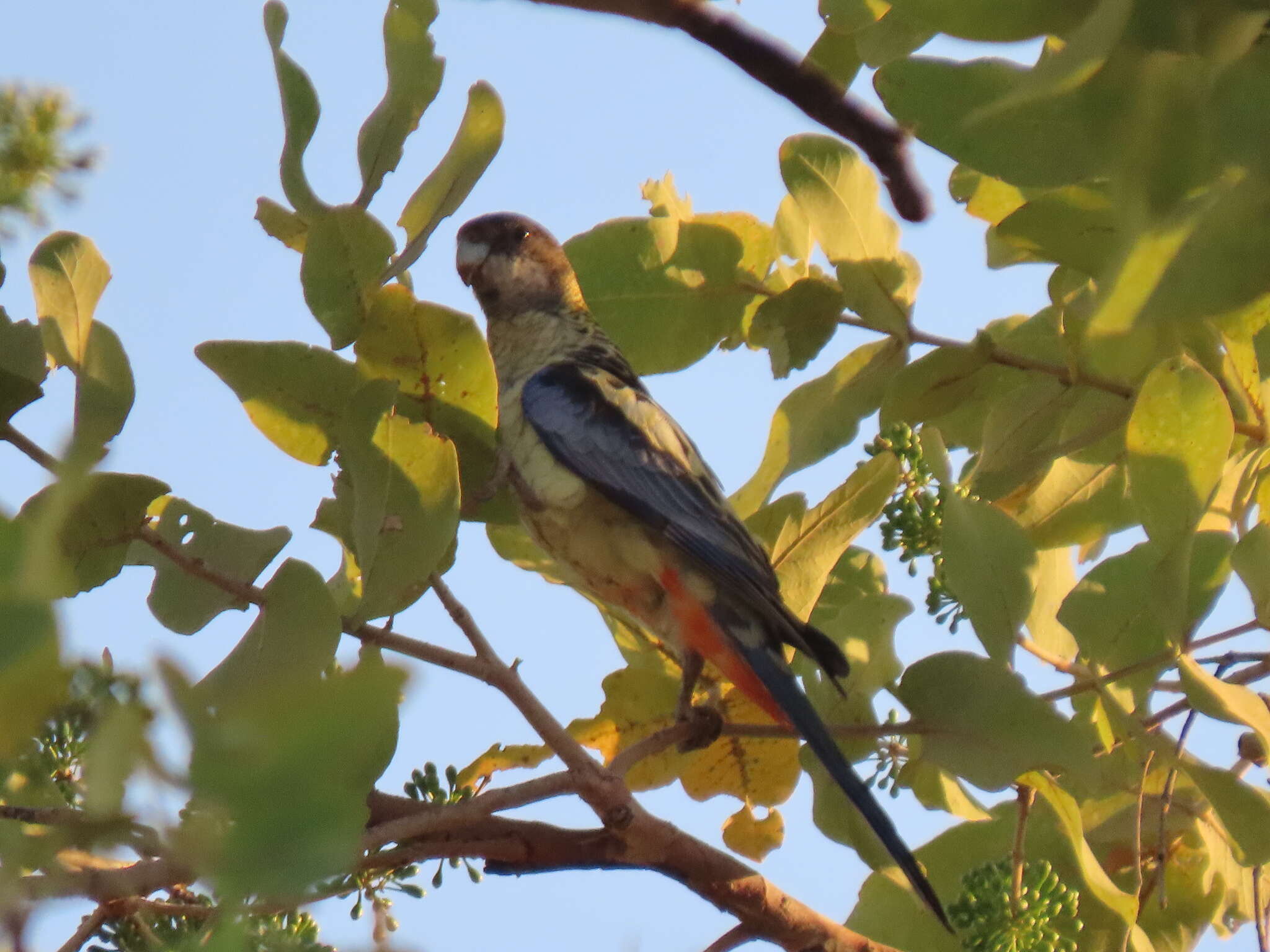 Image of Northern Rosella