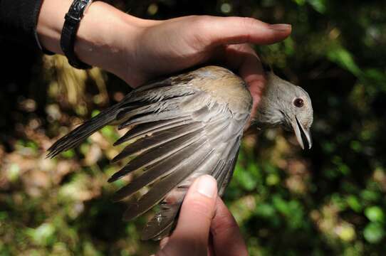 Image of Grey Shrike-thrush