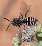 Imagem de Epeolus compactus Cresson 1878