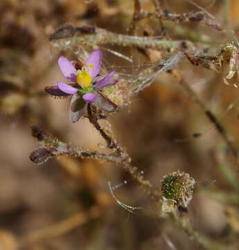 Image de Spergularia diandra (Guss.) Heldr.