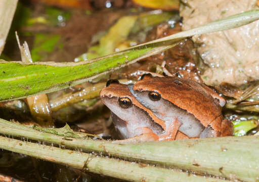 Image of Arcuate-spotted Pygmy Frog