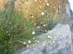 Image de Ptilostemon gnaphaloides subsp. pseudofruticosus (Pamp.) W. Greuter