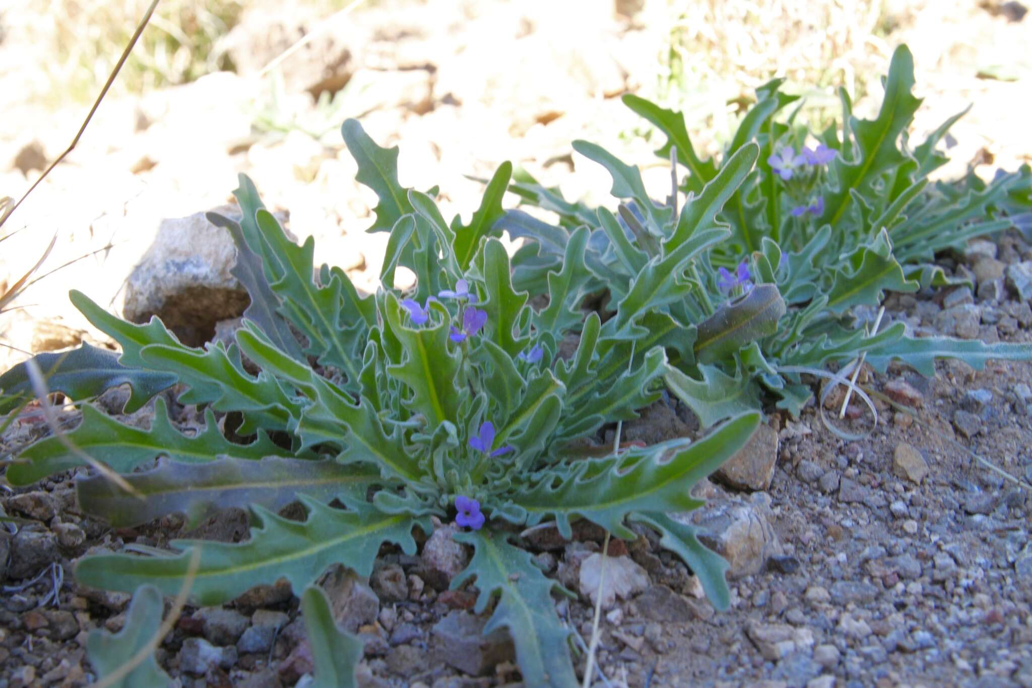 Image of Matthiola parviflora (Schousb.) W. T. Aiton