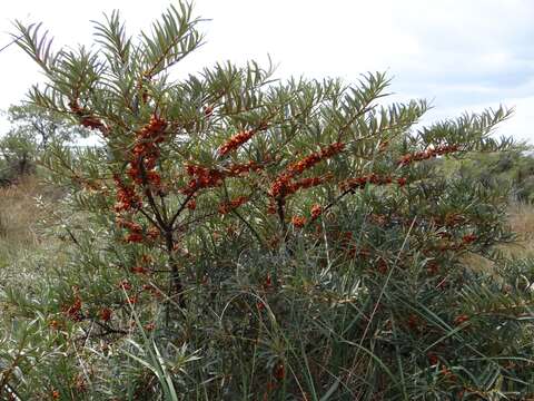 Image of Sea-buckthorn