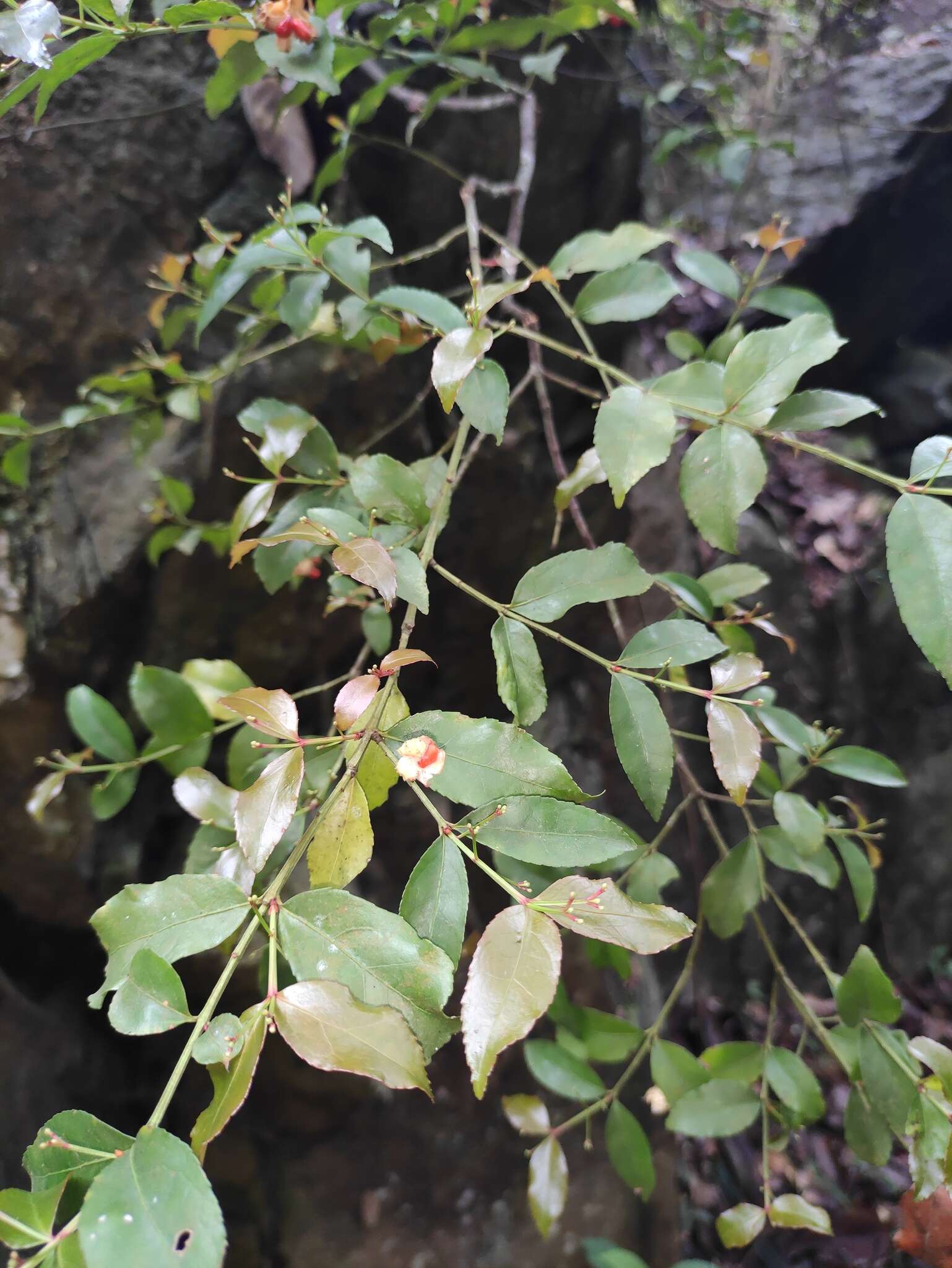 Image of Euonymus echinatus Wall.