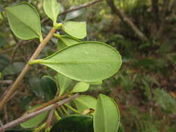 Image of Ternstroemia brasiliensis Cambess.