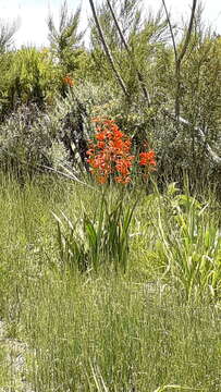 Imagem de Watsonia angusta Ker Gawl.