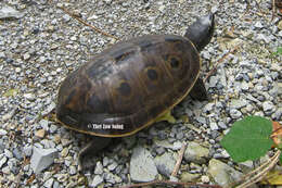 Image of Bengal Eyed Terrapin