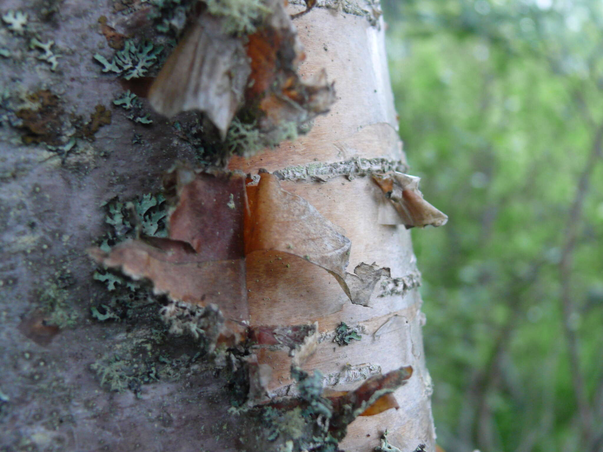Image of paper birch
