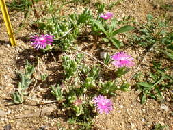 Imagem de Delosperma cooperi (Hook. fil.) L. Bol.