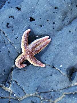 Image of Common sea star