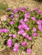 Imagem de Delosperma cooperi (Hook. fil.) L. Bol.