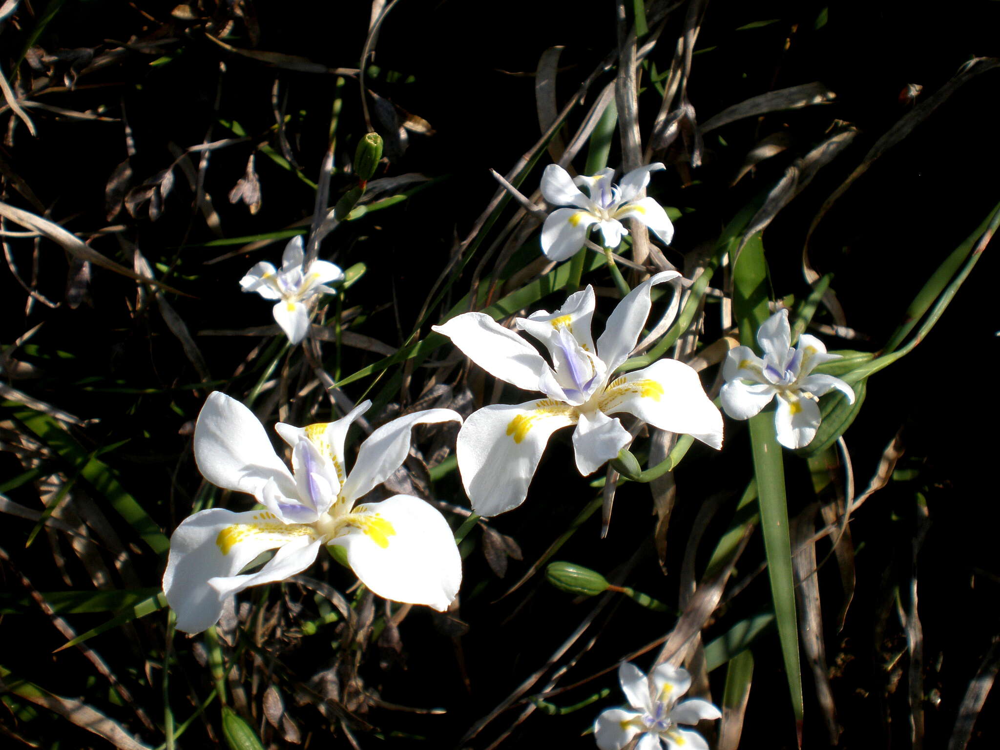 Image of Wild iris