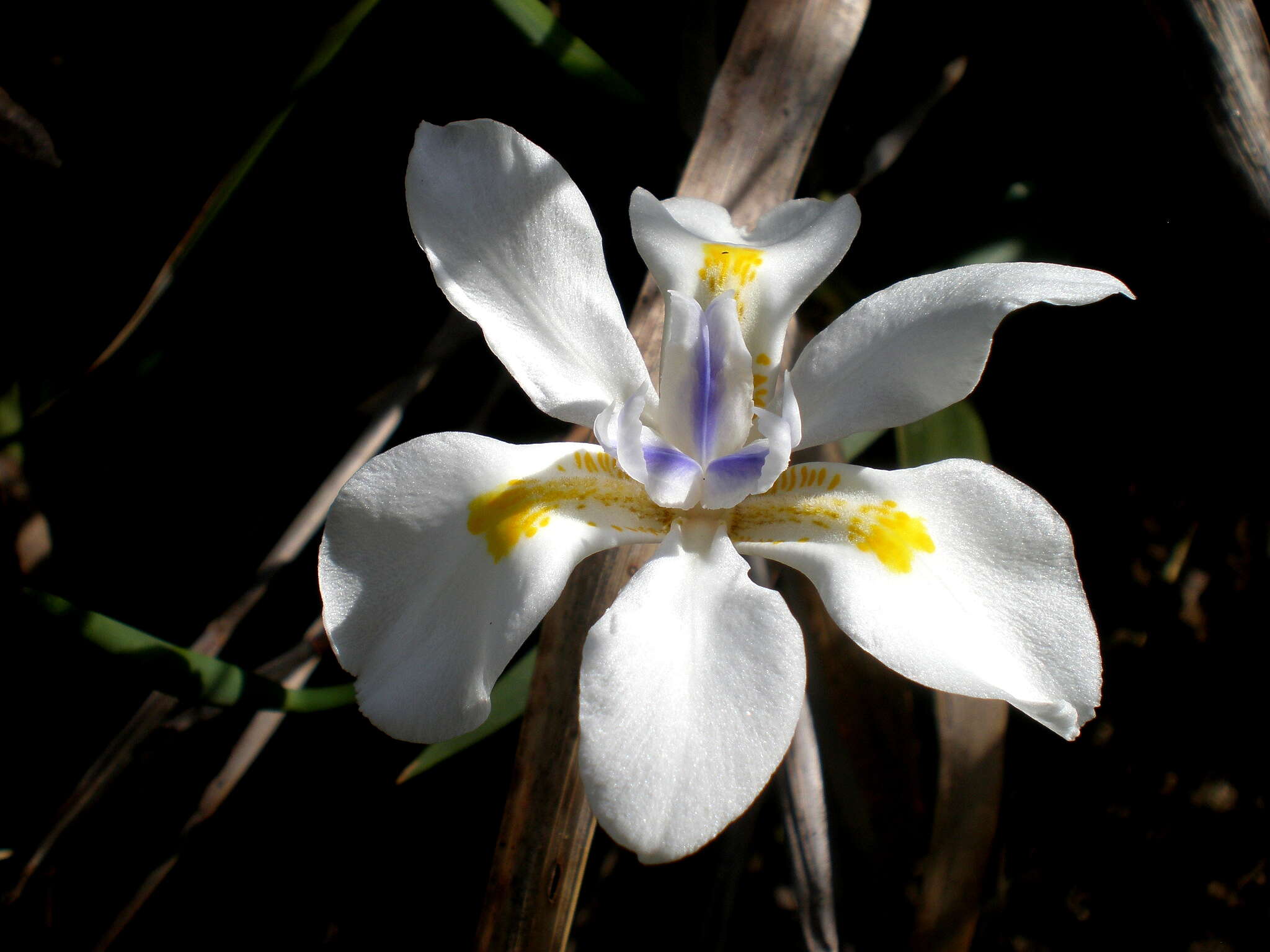 Image of Wild iris