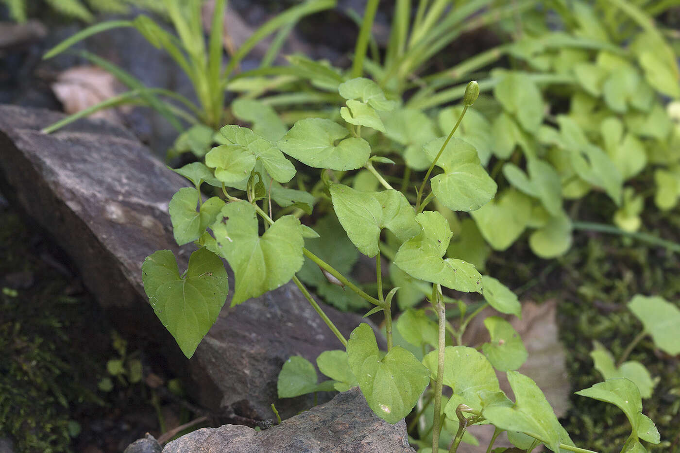 Image of Viola arcuata Bl.