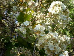 Imagem de Dombeya rotundifolia (Hochst.) Planch.