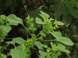 Image de Acalypha indica var. indica