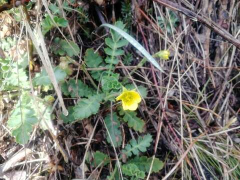 Image of Geum geoides (Pall.) Smedmark