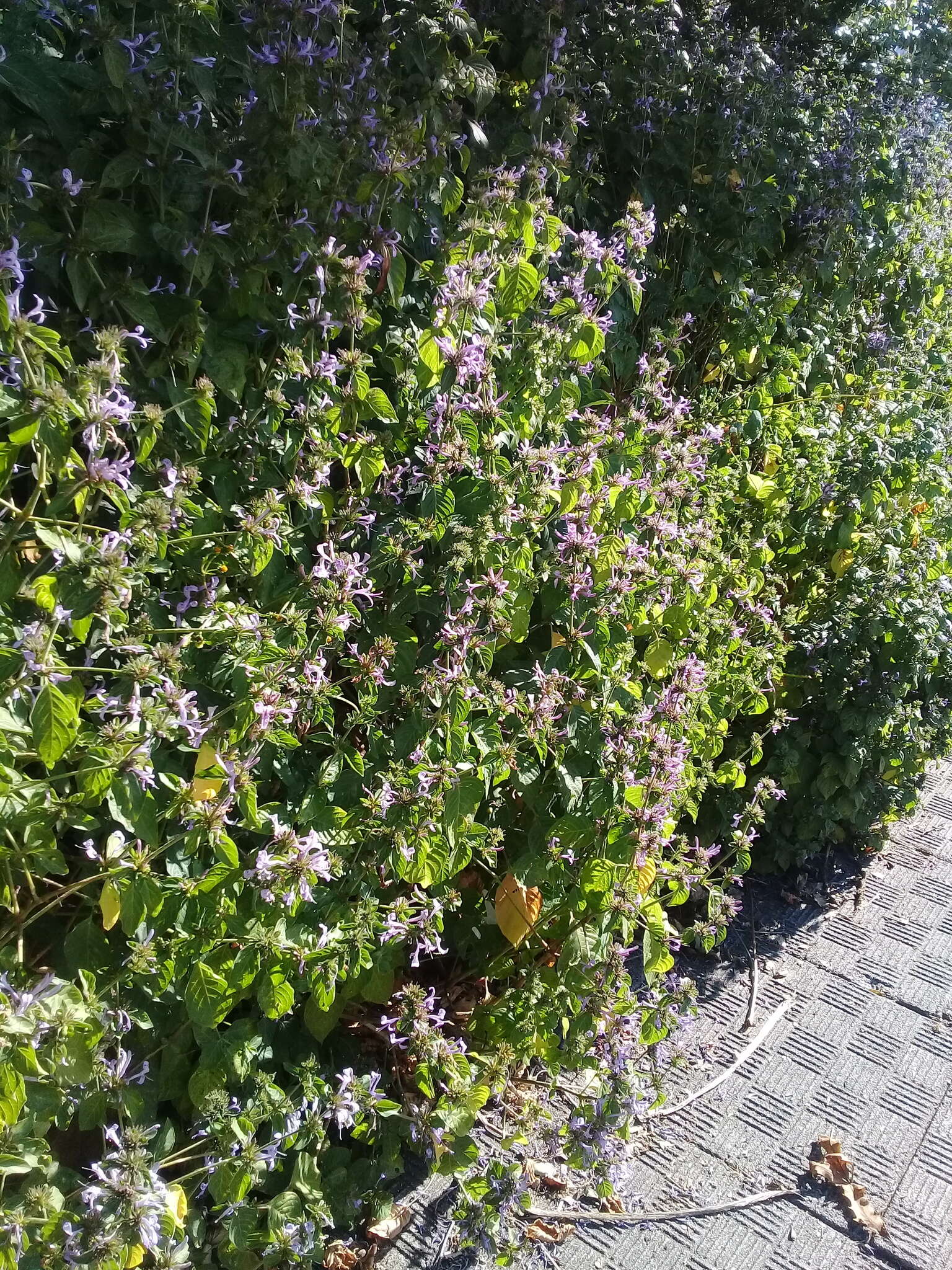 Image of Purple ribbon bush