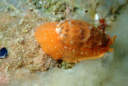 Image of Notocypraea comptonii (Gray 1847)