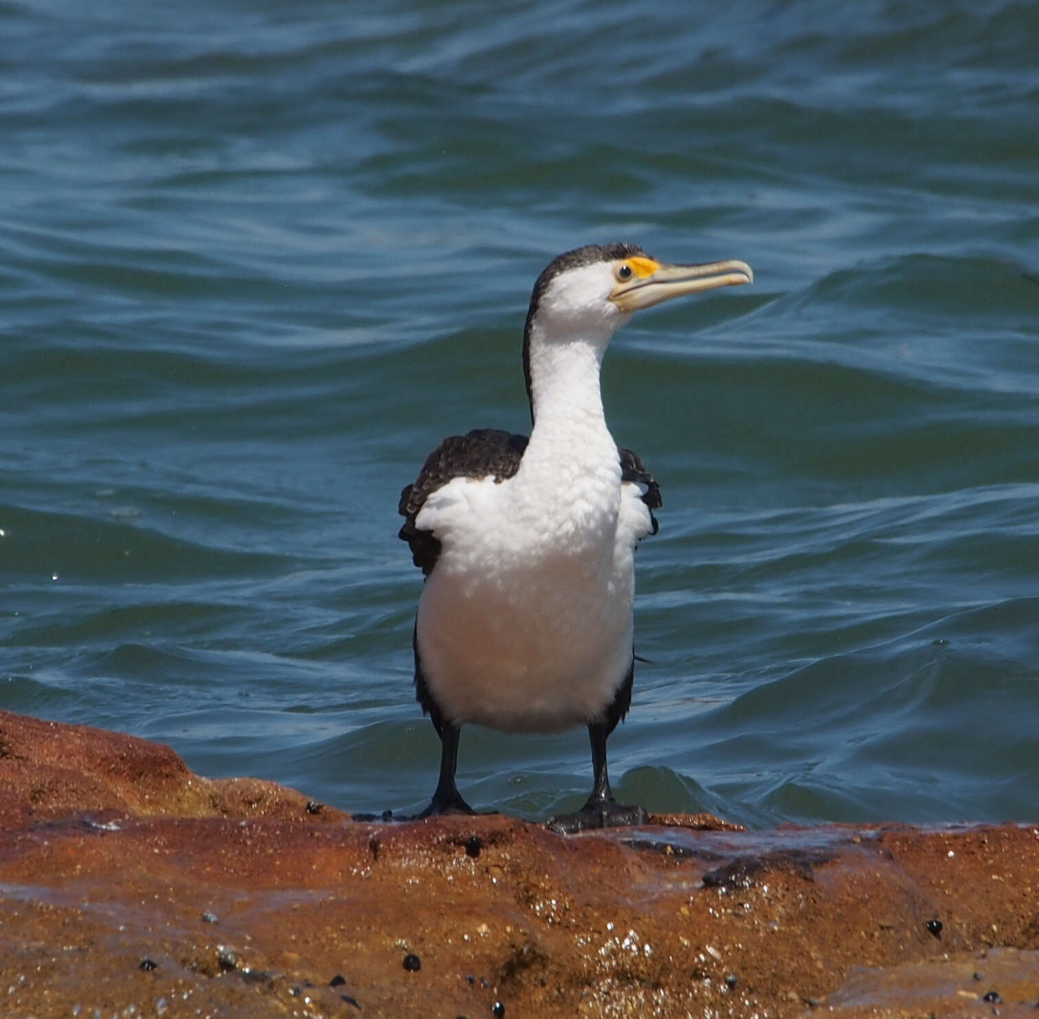 Image of Australian Pied Cormorant