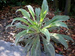 Слика од Echium simplex DC.