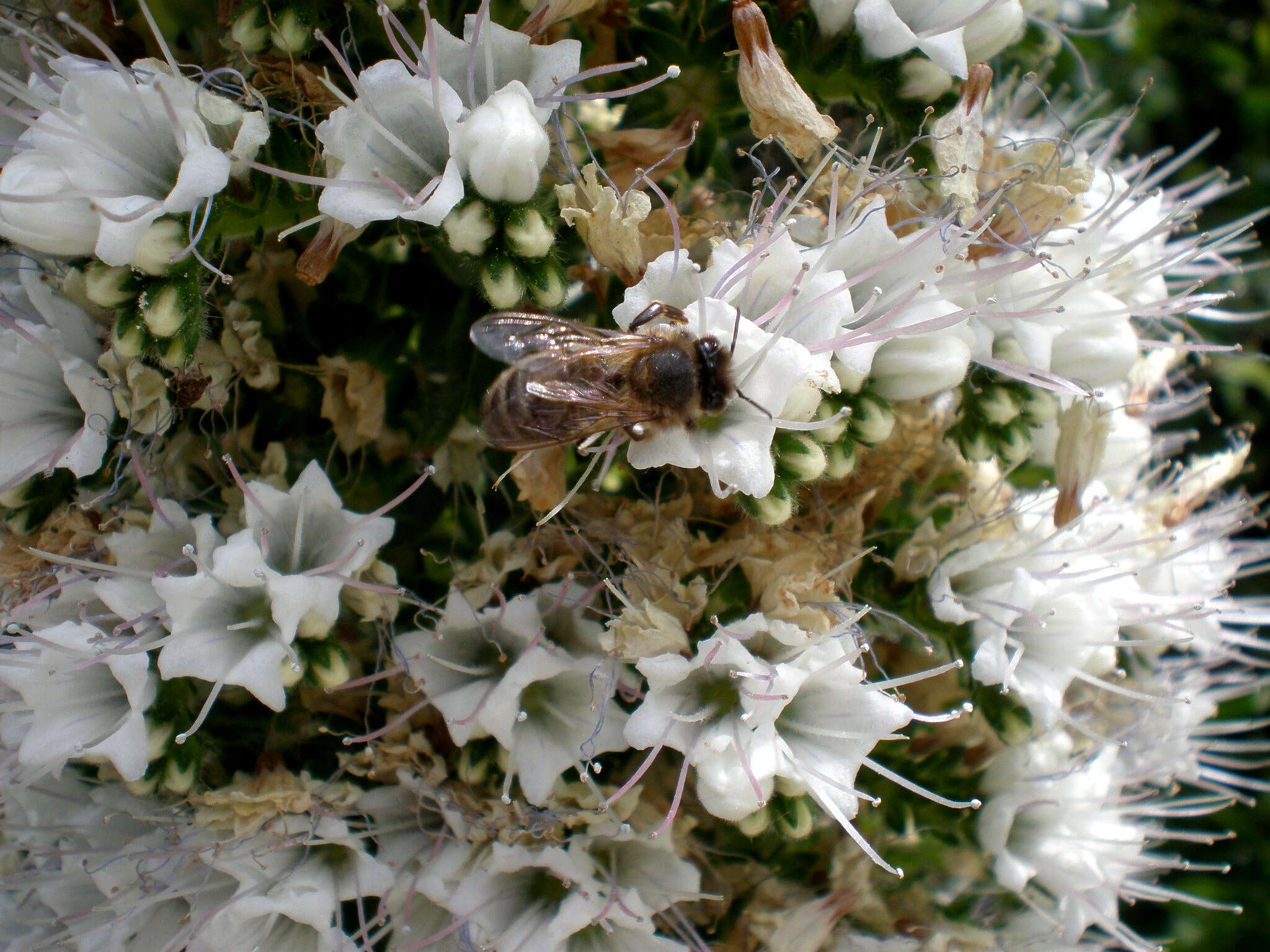 Слика од Echium simplex DC.