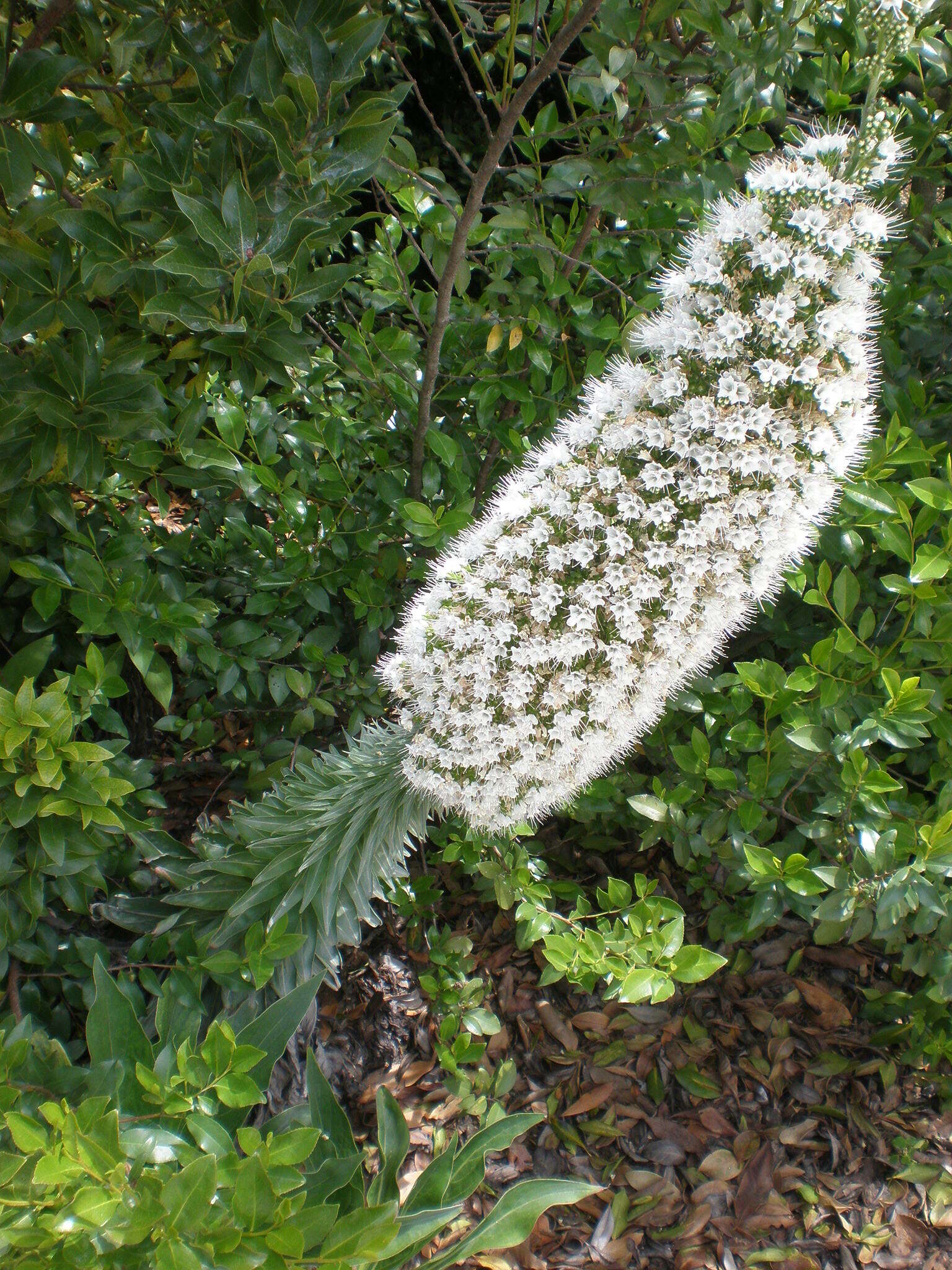 Слика од Echium simplex DC.